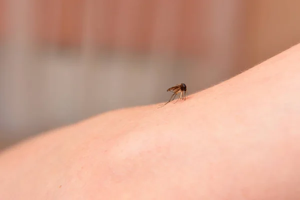 Eine große Mücke trinkt menschliches Blut aus nächster Nähe — Stockfoto