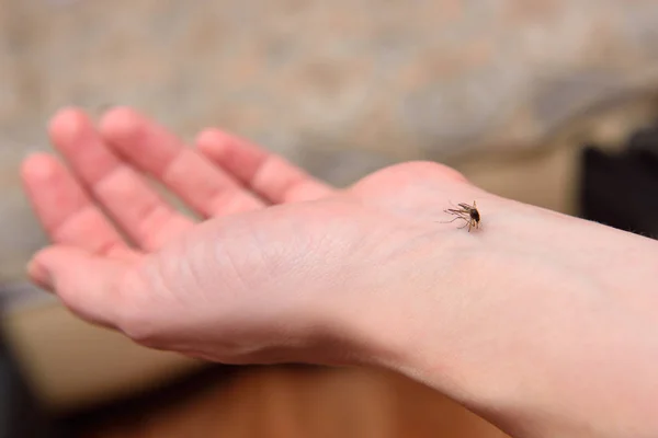 Grande mosquito morde a menina no braço — Fotografia de Stock