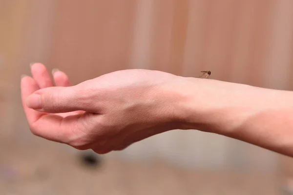 Duży komar gryzie dziewczynę w ramię — Zdjęcie stockowe