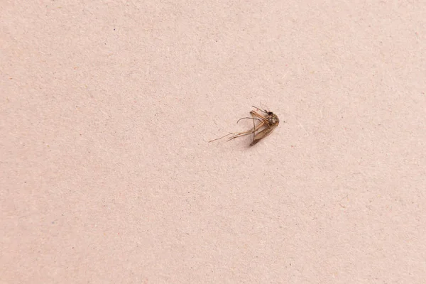 Mosquito muerto y grande en cartón de cerca — Foto de Stock