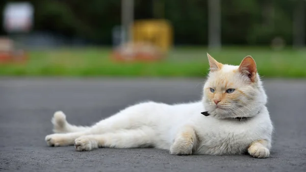 Όμορφη κόκκινη γάτα ξαπλωμένη στο δρόμο και ξεκουράζεται — Φωτογραφία Αρχείου