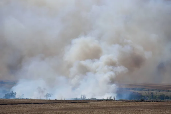 Grande incendio nella foresta e nel campo, fumo denso in alto nel cielo — Foto Stock