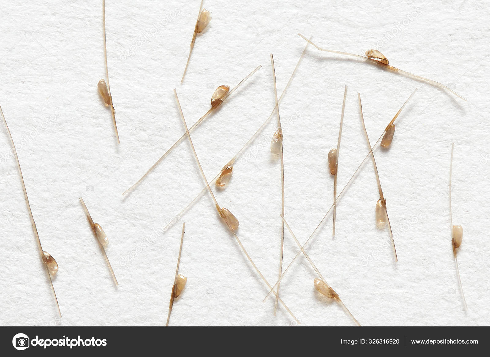 Nits on the hair, on white paper background — Stock Photo © iceberg_dp