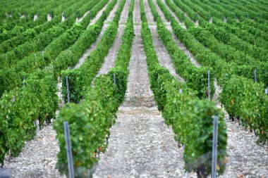 Yazın dağların yakınında güzel ve yeşil üzüm tarlaları