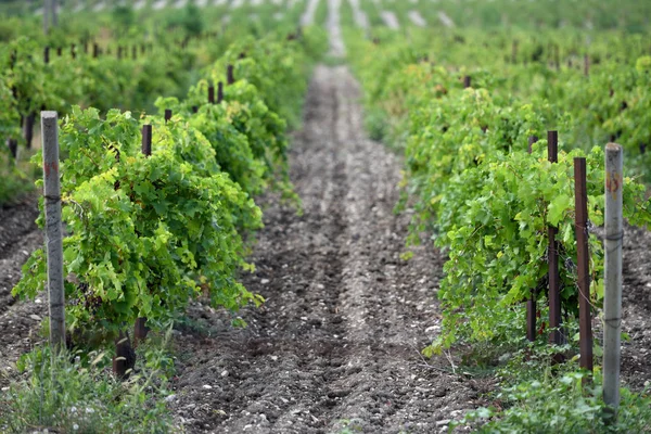 Старое виноградное поле следующим летом в хороший день — стоковое фото