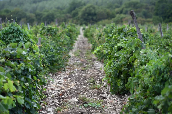 Vecchio campo di uva la prossima estate in una buona giornata — Foto Stock