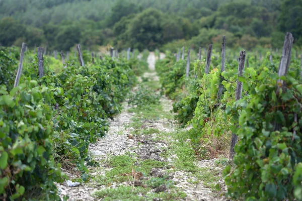 Старе виноградне поле наступного літа в хороший день — стокове фото