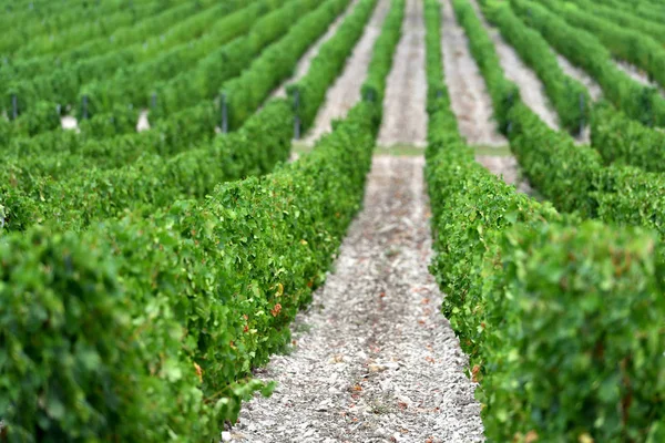 Beautiful and green grape fields near the mountains in summer — Stock Photo, Image