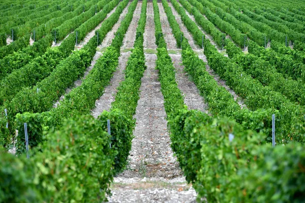 Beautiful and green grape fields near the mountains in summer — Stock Photo, Image