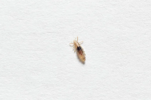 Piojos de insectos sobre un fondo de papel blanco — Foto de Stock
