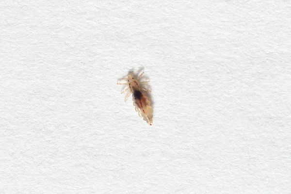Insect lice on a white paper background — Stock Photo, Image