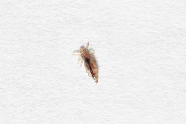 Piojos de insectos sobre un fondo de papel blanco — Foto de Stock