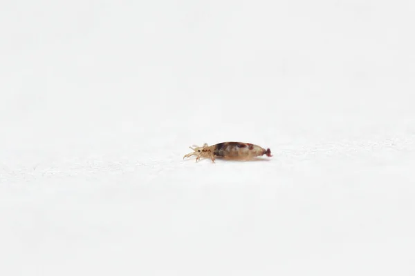 Insect lice on a white paper background — Stock Photo, Image