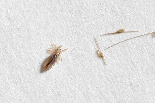 Louse and nits cocoons on white paper background — Stock Photo, Image