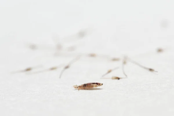 白纸背景上的虱子和线虫茧 — 图库照片