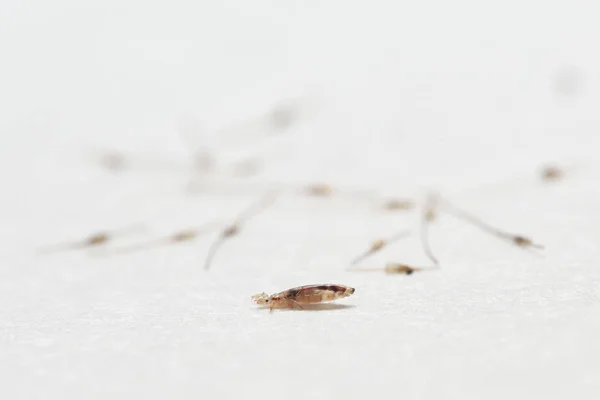 Piolho e lêndeas casulos sobre fundo de papel branco — Fotografia de Stock