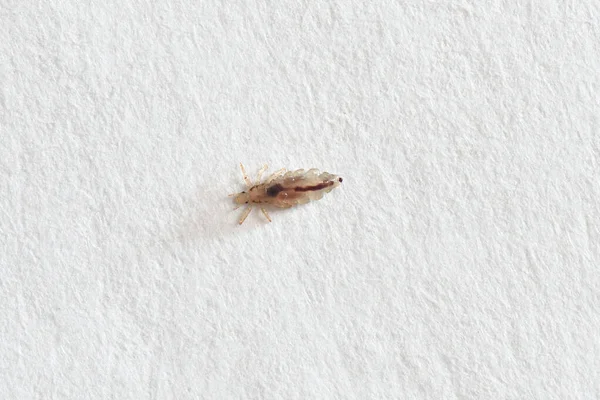 Piolhos de insetos em um fundo de papel branco — Fotografia de Stock