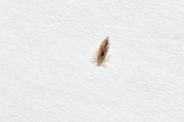 Poux d'insectes sur fond de papier blanc — Photo