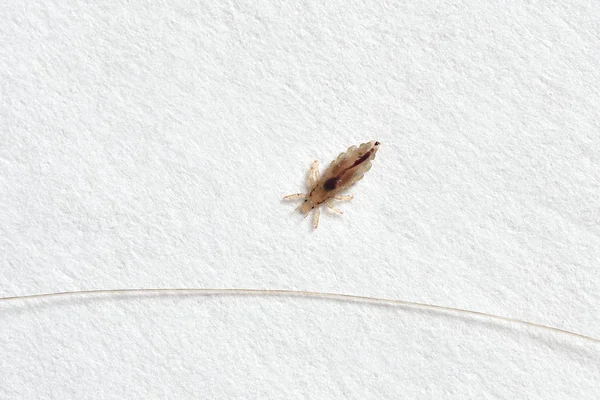 Insect lice on a white paper background — Stock Photo, Image