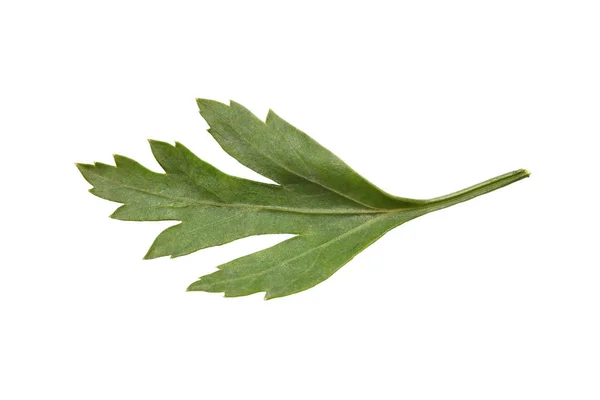 Hoja verde brillante y fresca de perejil sobre un fondo blanco. Primer plano —  Fotos de Stock