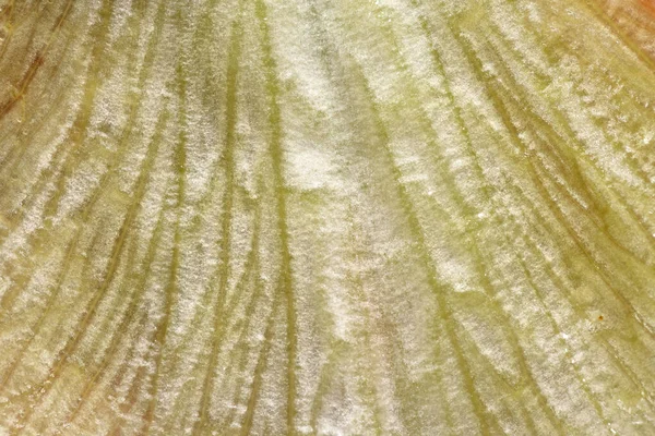 Texture et structure des feuilles de laitue fraîche, gros plan, macro — Photo