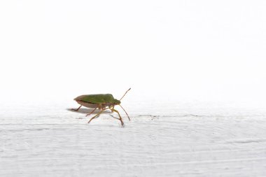 Beyaz arka planda Beetle Palomena Prasina, yakın plan. Makro Fotoğraf