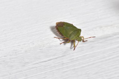 Beyaz arka planda Beetle Palomena Prasina, yakın plan. Makro Fotoğraf
