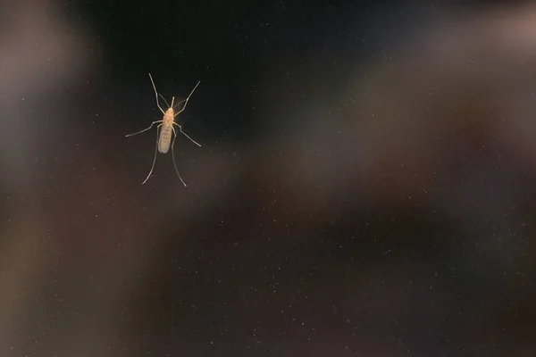 O mosquito grande senta-se no vidro sujo contra um fundo escuro, close-up — Fotografia de Stock