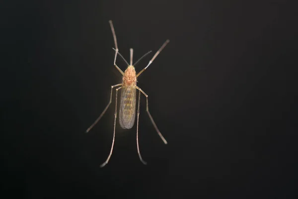 A large mosquito sits on a glass against a dark background, macro — Stock Photo, Image