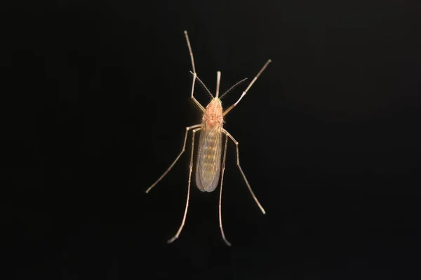 Un gran mosquito se sienta en un vaso sobre un fondo oscuro, macro — Foto de Stock