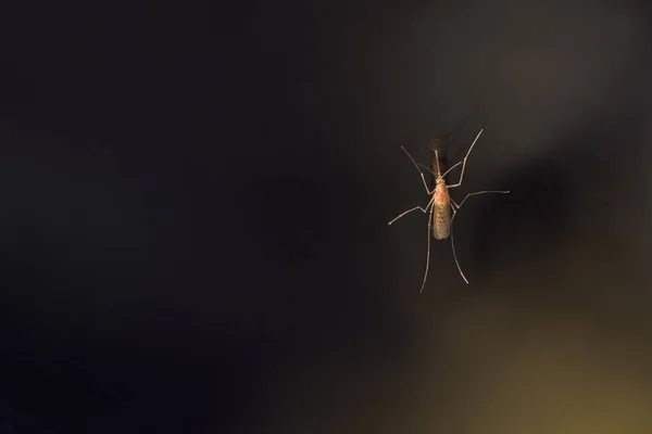 Um mosquito grande senta-se em um copo contra um fundo escuro. Mosquito em vidro e sua reflexão. macro — Fotografia de Stock
