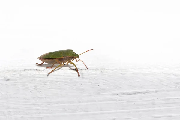 Käfer palomena prasina auf weißem Hintergrund drinnen, Nahaufnahme. Makrofoto — Stockfoto