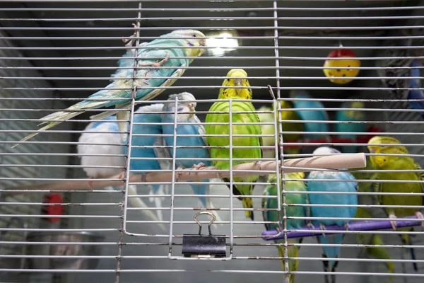 Muitos papagaios multicoloridos em uma gaiola em uma loja de zoológico — Fotografia de Stock