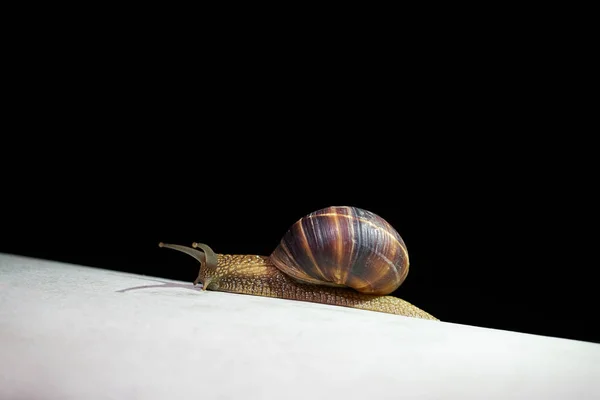 Big Snail Rain Creeps White Surface — Stock Photo, Image