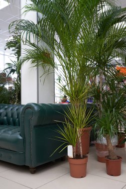 Rahatlamak ya da bekleme salonunda, Chester deri yeşil kanepesi ve büyük kapalı salonda bitkiler yerde. Deri kanepe ve ev bitkileri, palmiye ağaçları ve draacaena