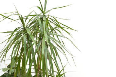 Dracena 'nın büyük yaprakları beyaz bir duvara karşı..