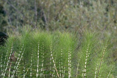 Beautiful and bright equisetum arvense, grows in a mountainous area in the vicinity of Gelendzhik clipart