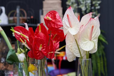 Antruryumun güzel ve parlak çiçekleri, beyaz ve kırmızı.