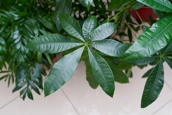 パチラの家の植物の美しく大きな葉 — ストック写真