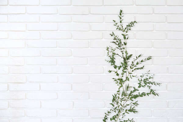 Eucalypt branch on white brick wall background. Eucalyptus branch attached to a white wall.