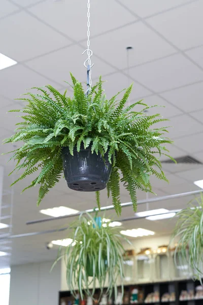 部屋の天井から吊るされた鎖で植物のシダ — ストック写真