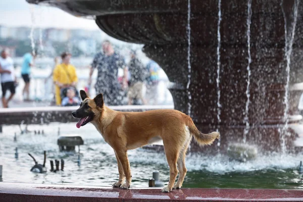 Rode Hond Loopt Tussen Mensen Buurt Van Stadsfontein — Stockfoto