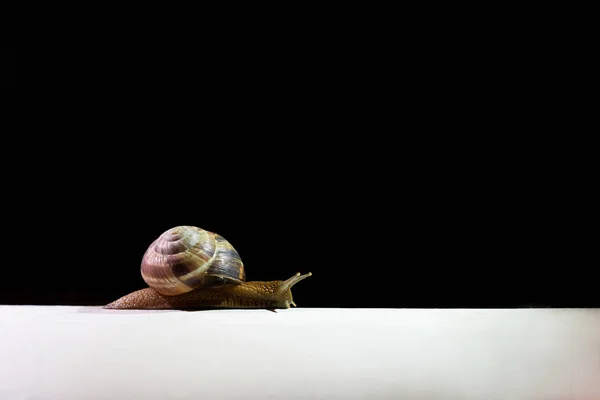 내리고 표면에 기어오르는 달팽이 — 스톡 사진