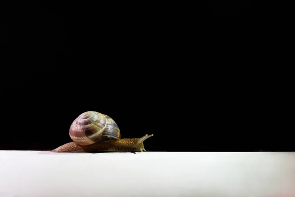 Caracol Grande Después Una Lluvia Arrastra Sobre Una Superficie Blanca —  Fotos de Stock