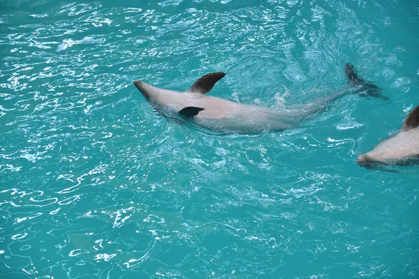 The cute dolphin swims in his pool at the dolphinarium