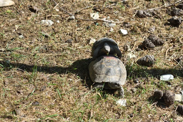 Dvě Dospělé Želvy Rozmnožují Zemi Zoo — Stock fotografie