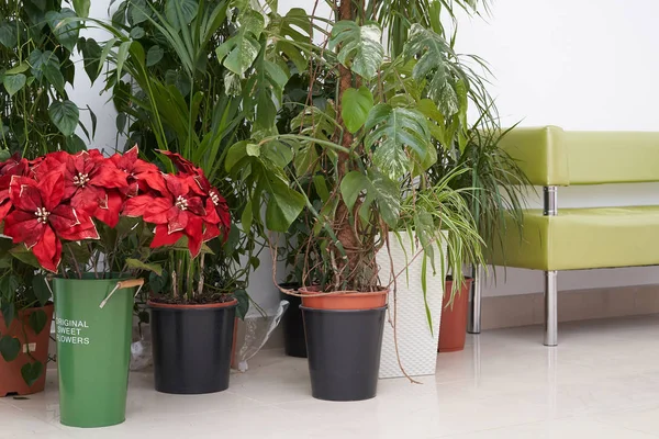 A beautiful place to relax or wait, a golden sofa and large indoor plants and flowers stand side by side on the floor. Sofa and potted plants monstera, dracaena, pandanus and Anredera.