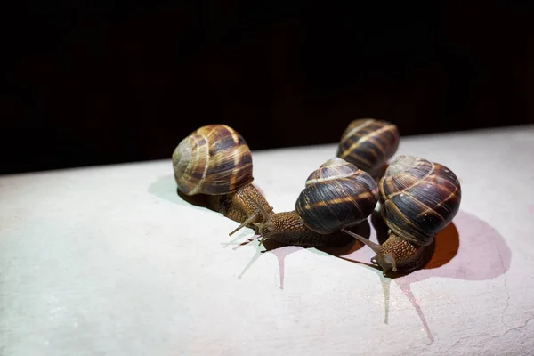 Group Large Snails Rain Crawls White Surface — Stock Photo, Image