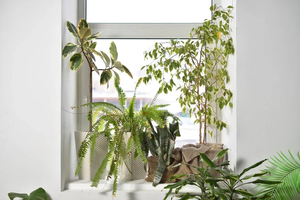 창문에는 커다란 식물들 양치식물 피쿠스 아가있다 — 스톡 사진
