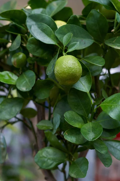 Home Planten Citrus Klein Calamondin Als Een Mandarijnboom — Stockfoto